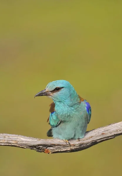 Rullo europeo arroccato su un ramo. Coracias garrulus . — Foto Stock