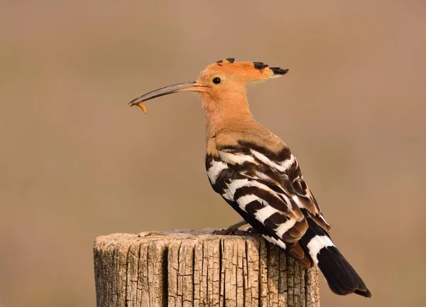 Євразійський одуд або Upupa дані за, красивий коричневий птах. — стокове фото