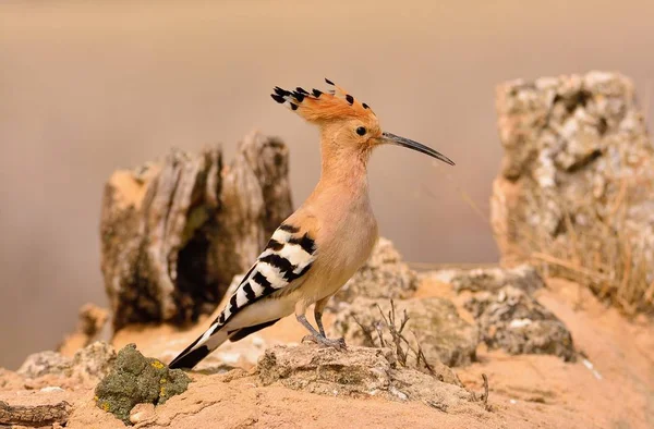 Eurasischer Wiedehopf oder upupa epops, schöner brauner Vogel. — Stockfoto