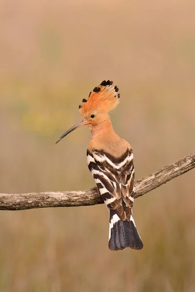 Eurasischer Wiedehopf oder upupa epops, schöner brauner Vogel. — Stockfoto