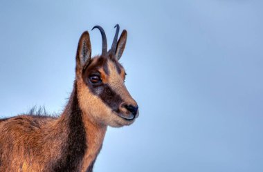 İspanya 'daki Picos de Europa Ulusal Parkı' nın zirvelerindeki karda buğulama. Rebeco, Rupicapra rupicapra.