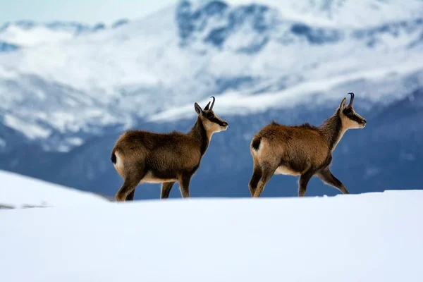 Chamois Στο Χιόνι Στις Κορυφές Του Εθνικού Πάρκου Picos Europa — Φωτογραφία Αρχείου