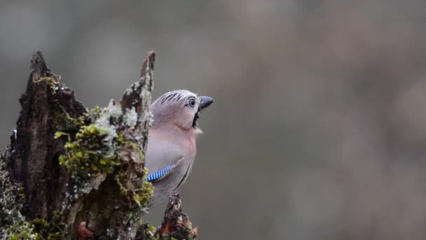 Primo Piano Jay Eurasiatico Albero Che Mangia Garrulus Glandarius — Video Stock