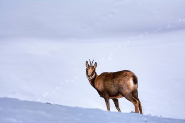 İspanya 'daki Picos de Europa Ulusal Parkı' nın zirvelerindeki karda buğulama. Rebeco, Rupicapra rupicapra.