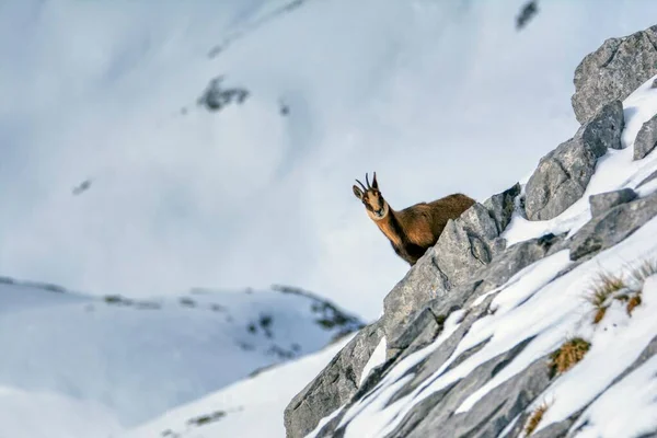 Chamois Στο Χιόνι Στις Κορυφές Του Εθνικού Πάρκου Picos Europa — Φωτογραφία Αρχείου