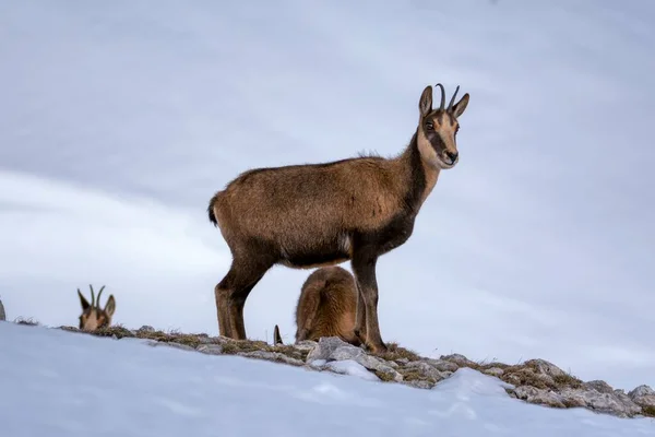 Chamois Snön Topparna Nationalparken Picos Europa Spanien Rebeco Och Rupicapra — Stockfoto