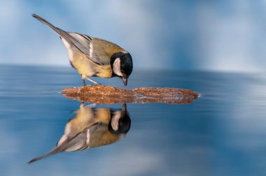 Great tit perched in a pond with water and a blue background. Parus major.