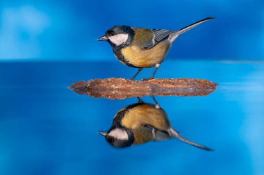 Great tit perched in a pond with water and a blue background. Parus major.