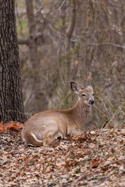 Ak kuyruklu geyik New Jersey'deki ormanda erken bahar döneminde bırakır.