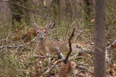 Ak kuyruklu geyik New Jersey'deki ormanda erken bahar döneminde bırakır.