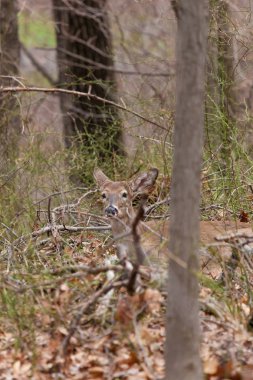 Ak kuyruklu geyik New Jersey'deki ormanda erken bahar döneminde bırakır.