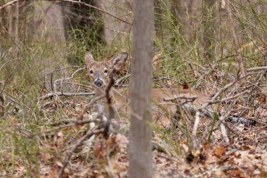 Ak kuyruklu geyik New Jersey'deki ormanda erken bahar döneminde bırakır.