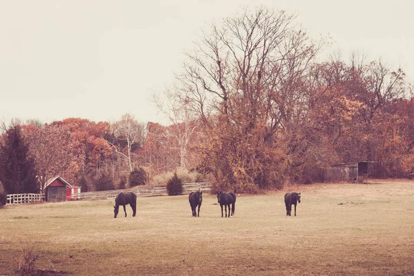 Cavalos Graze Outono — Fotografia de Stock