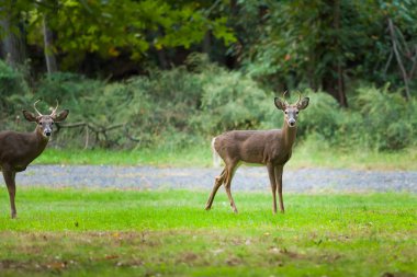 Ak kuyruklu geyik dolar bir çift otlatmak bir sonbahar akşamı.