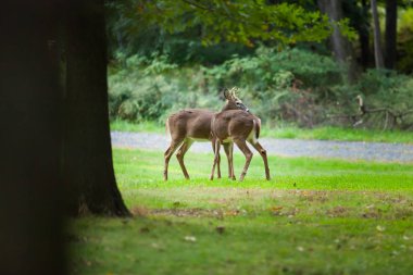 Ak kuyruklu geyik dolar bir çift otlatmak bir sonbahar akşamı.