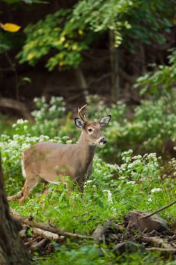 Tek bir beyaz kuyruklu buck fırça bir sonbahar akşamı sırasında duruyor. Sadece bir dolu boynuz vardır.
