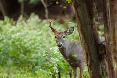 Tek bir beyaz kuyruklu buck fırça bir sonbahar akşamı sırasında duruyor. Sadece bir dolu boynuz vardır.