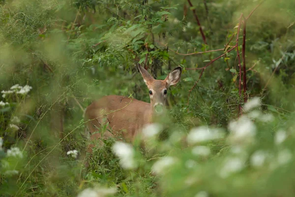 A young white-tail deer, stands hidden in the brush on an autumn evening.