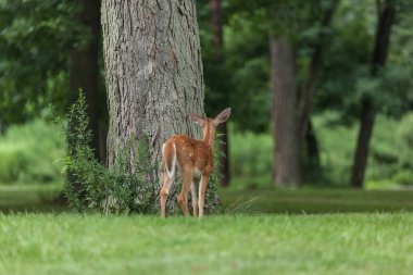 Ak kuyruklu geyik geyik yavrusu New Jersey'deki bir parkta yürüyor.
