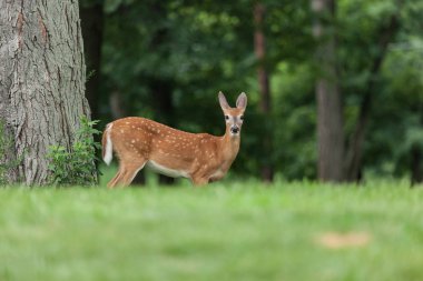 Ak kuyruklu geyik geyik yavrusu New Jersey'deki bir parkta yürüyor.