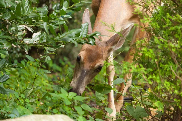 Kadın bir ak kuyruklu geyik New Jersey bir yerleşim bölgesinde grazes.