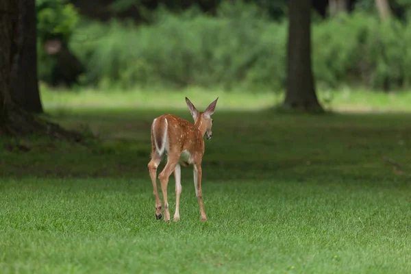 一只白尾鹿在新泽西的公园散步 — 图库照片