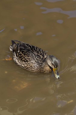 Bir kadın yeşilbaş ördek kirli, kahverengi suda yüzüyor.