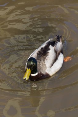 Bir erkek yeşilbaş ördek kirli, kahverengi suda yüzüyor.