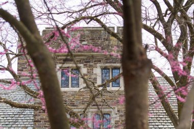 Gotik mimarisinin ayrıntılarını bir tomurcuklanma arkasında görülür ağaç bahar. Bina odak ve ağaç bulanık.