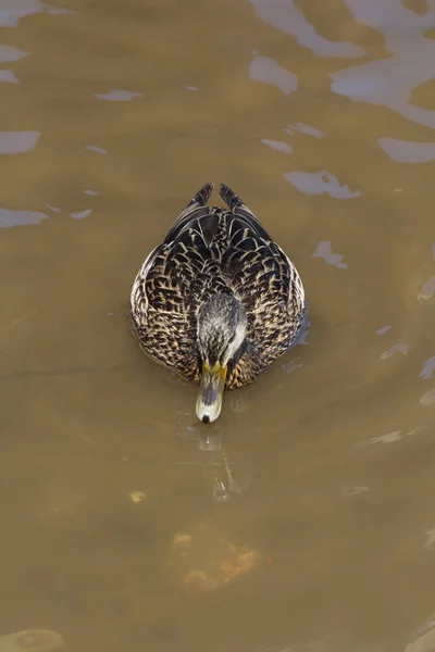 Une Canard Colvert Femelle Nage Dans Des Eaux Brunes Polluées — Photo