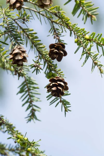 Pine Cones hang from an evergreen tree during spring