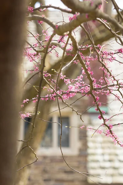 Details Gothic Architecture Seen Budding Spring Tree Tree Focus Building — Stock Photo, Image