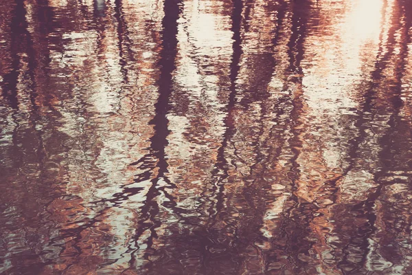 Trees are reflected in a dirty pool