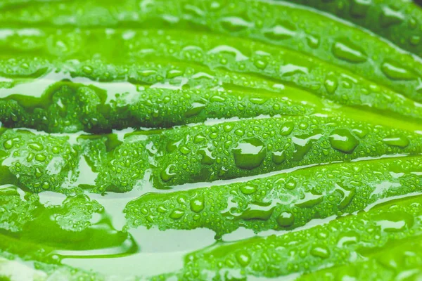 Hosta Leaf Closeup — Stock Photo, Image