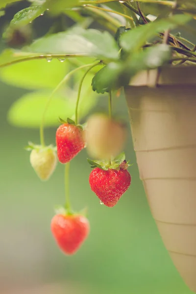 Mogna jordgubbar i container — Stockfoto