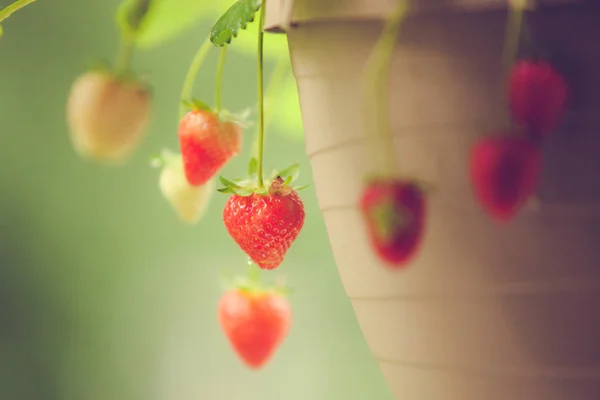 Mogna jordgubbar i container — Stockfoto