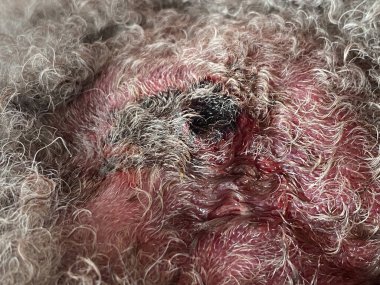 Köpeğin üzerindeki sızan deri enfeksiyonuna yakın çekim..