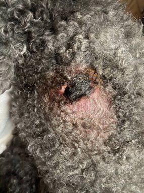 Köpeğin üzerindeki sızan deri enfeksiyonuna yakın çekim..