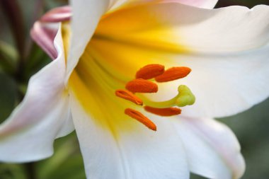 çiçek açan Lily yakın çekim