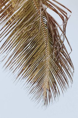 Palm ağacı yaprak ve mavi gökyüzü