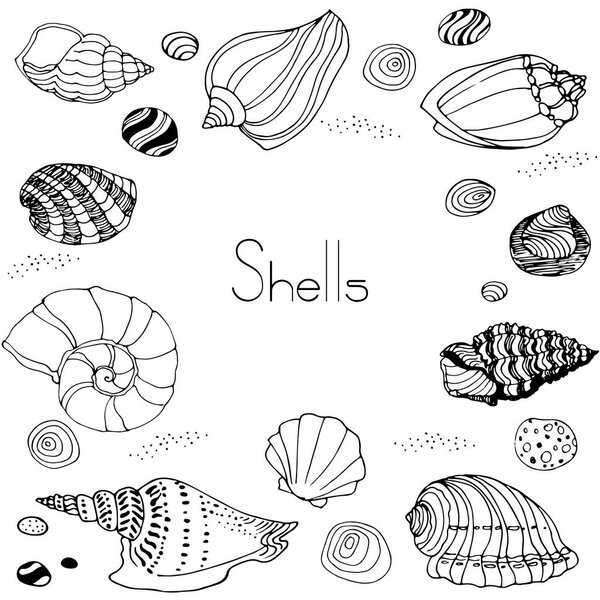 Set of hand drawn shells on white background