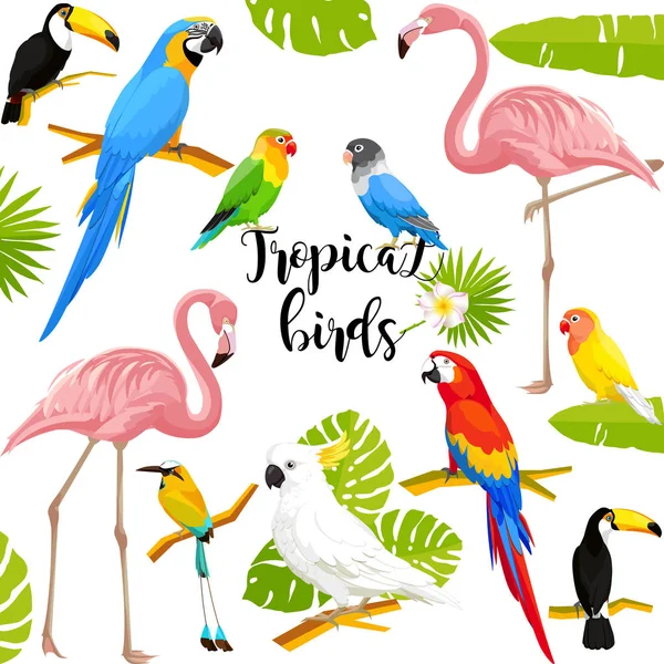 Ensemble Oiseaux Tropicaux Sur Fond Blanc Illustration Vectorielle — Image vectorielle