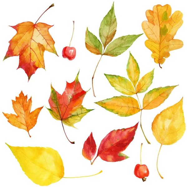 水彩秋季五颜六色的叶子和浆果 — 图库照片