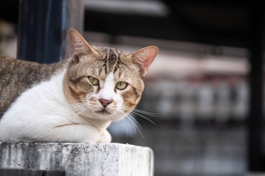 Yaşlı kedi oturuyor ve kameraya bakıyor, seçici odaklanma.
