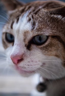 Şirin bir kedinin yakın görüntüsü, seçici odaklanma.
