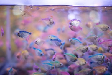 Dolaptaki küçük balıkLar ışığı yansıtır