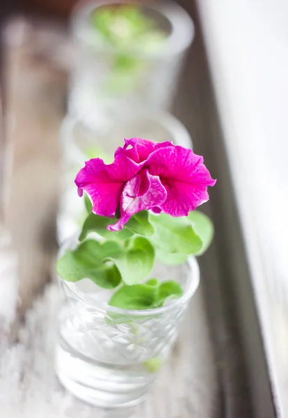 Petunia rose flower seedling in glass of water, close up, selective focus