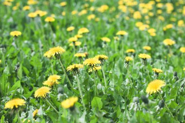 Sarı karahindiba çiçekler yaz arka plan ile yeşil çayır