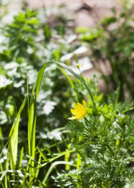Forest yakınındaki bir yaz çayır üzerinde sarı kır çiçeği