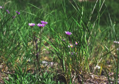 Alp aster (Aster alpinus) orman çim